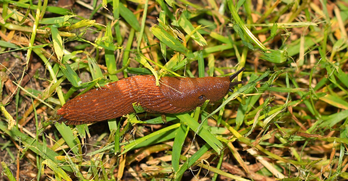 Slug on grass